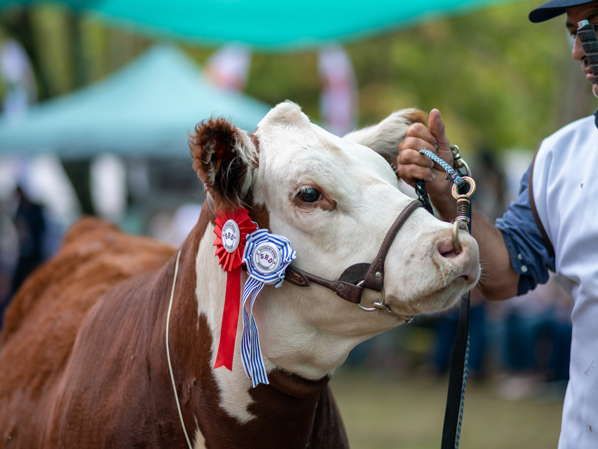 Campeona junior Polled Hereford